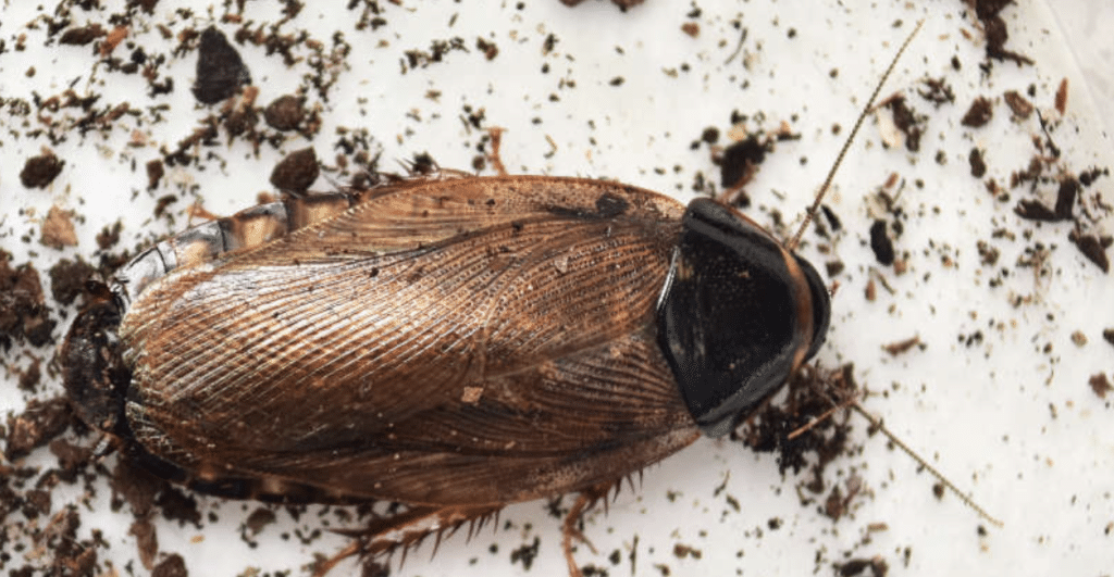 Surinaamse kakkerlak, kakkerlakken bestrijden, kakkerlak, kakkerlakkenplaag