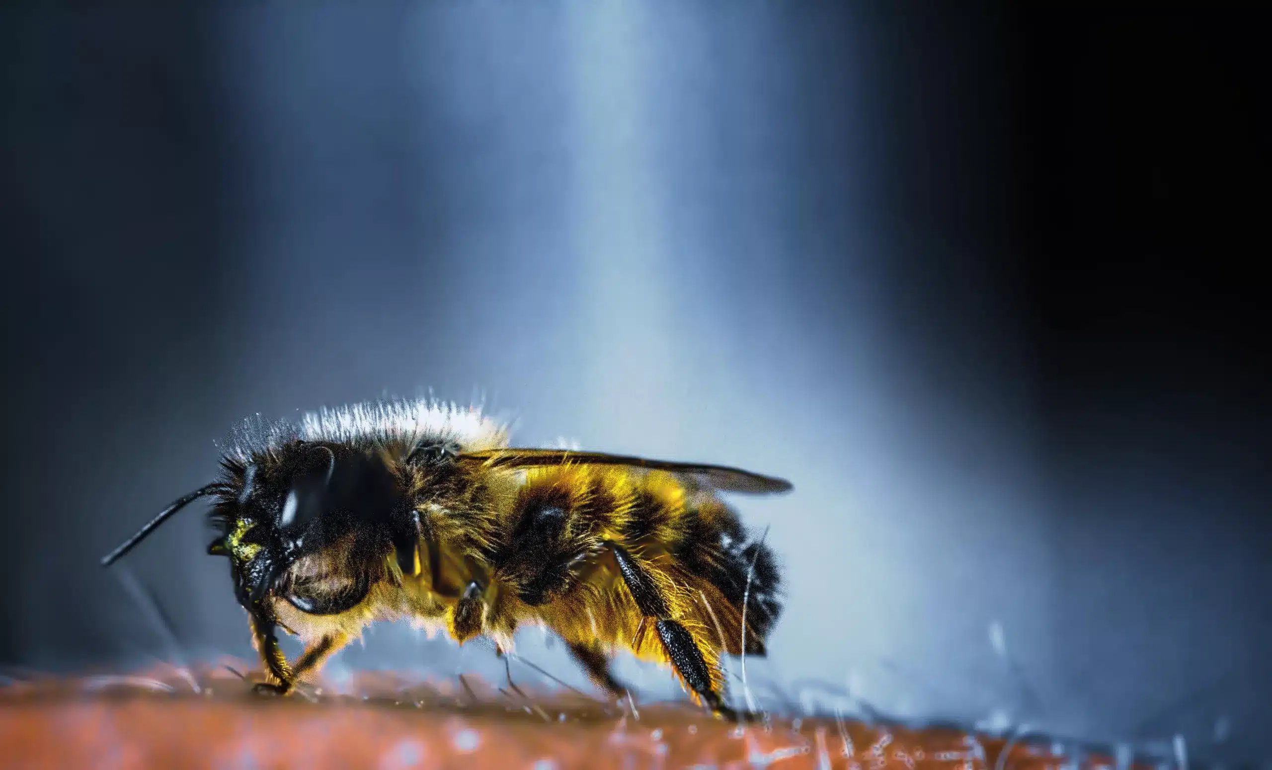 Achtervolgd door wespen of Duitse wespen? Waarom en wat kan je doen.