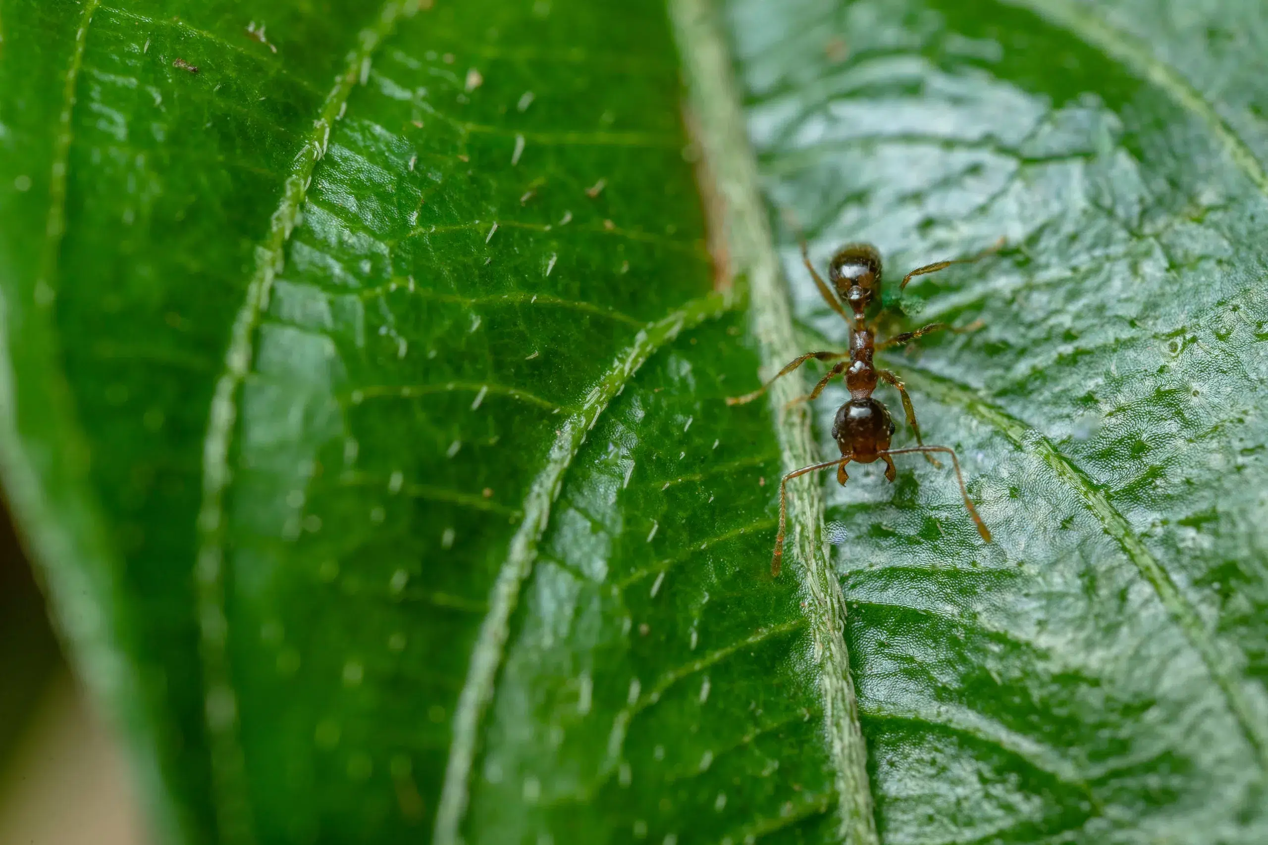 Mieren in huis: “10 natuurlijke manieren om ze te bestrijden”