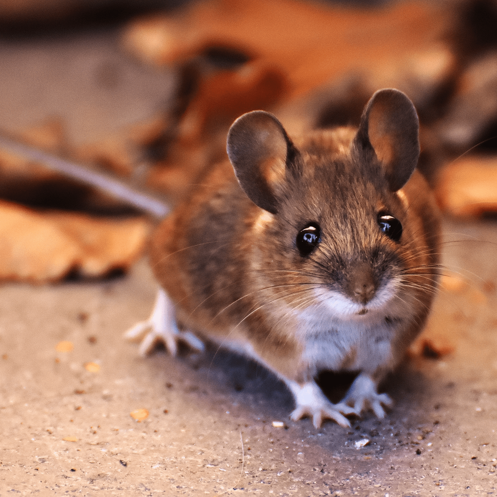 muizenval muizenvallen muizen muizen verjagen veldmuizen muis verjagen muizenverjagen muizen in huis huismuis muizenvergif huismuizen muis bestrijding muizen soorten muizen in plafond muizen in spouwmuur muizen op zolder muizenplaag muizen verdelgen verdwaalde muis in huis