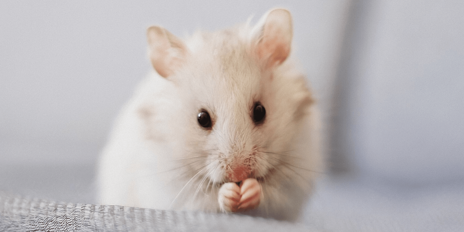 Muizen verjagen met natuurlijke geuren: “Hier zijn 7 manieren”