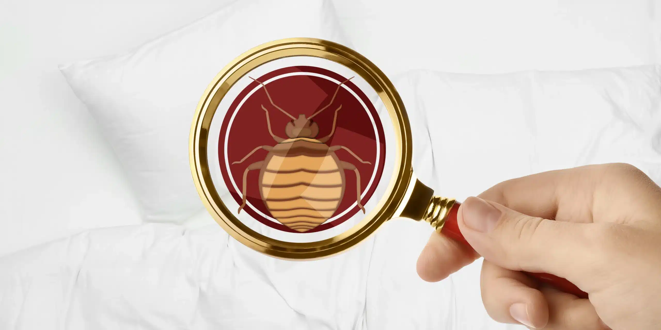 Bedwantsen Beten en Vlooien Beten: “Wat is het verschil?”